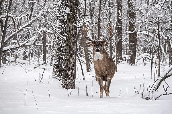 Whitetail deer (Odocoileus virginianus) buck in winter. Seine River Forest. Bois des Esprits. Winnipeg Manitoba, Canada