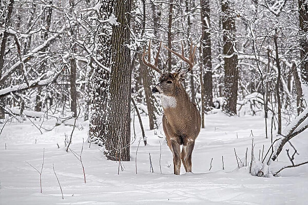 Whitetail deer (Odocoileus virginianus) buck in winter. Seine River Forest. Bois des Esprits. Winnipeg, Manitoba, Canada