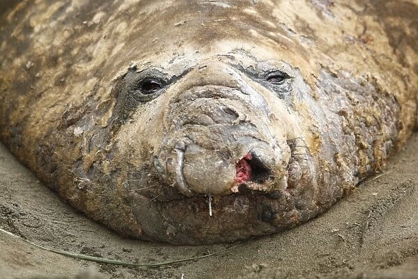 Adult bull Southern elephant seal (Mirounga leonina) hauled out and in a wallow while molting on the beach at Fortuna Bay on South Georgia Island, southern Atlantic Ocean