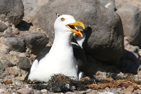 An adult yellow-footed gull (Larus livens) on the nesting area on Isla San Esteban in the midriff region of the Gulf of California (Sea of Cortez), Baja California, Mexico. This gull species in endemic to the Gulf of California