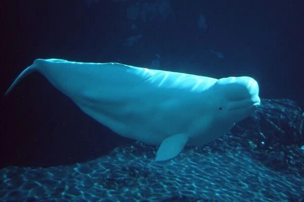 Beluga whale (Delphinapterus leucas). San Diego, California, USA