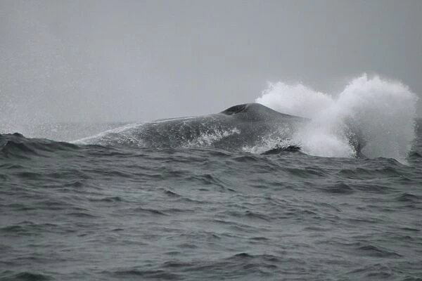 Blue whale lunging at the top of a wave off the Azores