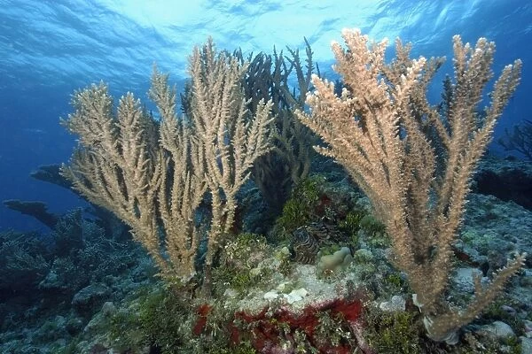 Branching corals, Acropora sp. Rongelap, Marshall Islands, Micronesia