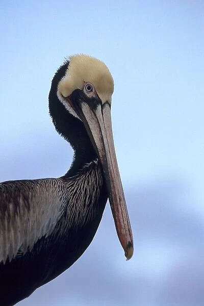 Brown pelican, Pelecanus occidentalis, breeding plumage, Monterey bay, California, USA, Pacific ocean, National marine sanctuary, vertical