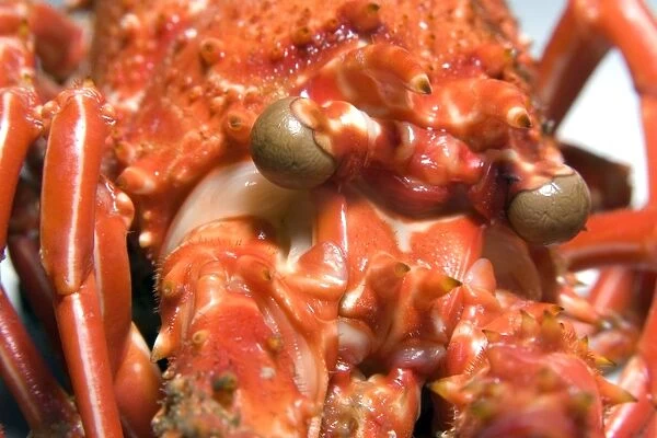 Cooked spiny lobster, Panulirus echinatus, head detail, St. Peter and St. Pauls rocks, Brazil, Atlantic