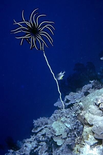 Crinoid on end of whip coral, Palau. Palau (Belau), Pacific Ocean