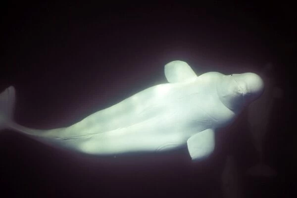Curious Beluga (Delphinapterus leucas) approach underwater in the Churchill River, Hudson Bay, Manitoba, Canada