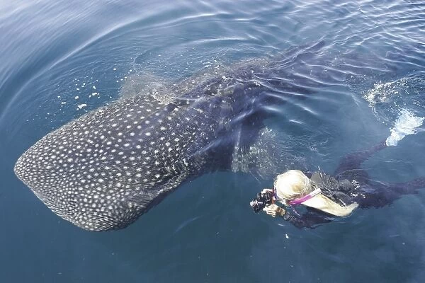 A curious juvenile Whale Shark (Rhincodon typus) in the deep and calm waters of the northern Gulf of California (Sea of Cortez), Mexico