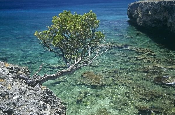 Exposed tree jutting from ancient coral ironshore overlooking very clear water bay, Bonaire, Netherlands Antilles
