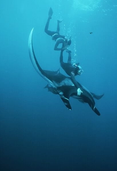 Giant manta ray with snorkelers (Manta birostris). Mexico, Revillagigedo Is