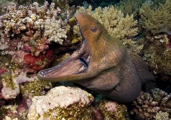 Giant oray eel (Gymnothorax javanicus), with cleaner wrasse (Labroides dimidiatus) in mouth, coral background, Egyptian Red Sea