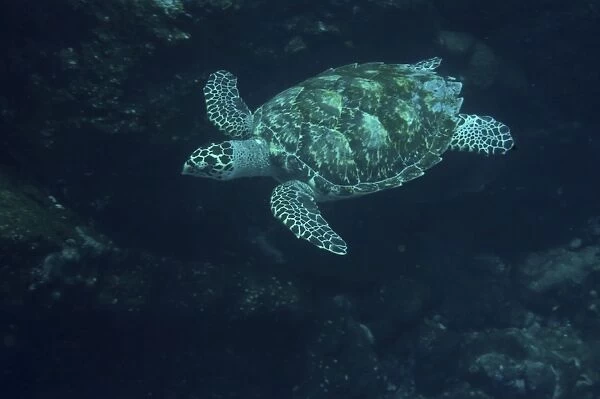Hawksbill turtle (Eretmochelys imbricata). St. Peter and St. Pauls rocks, Brazil, Atlantic Ocean