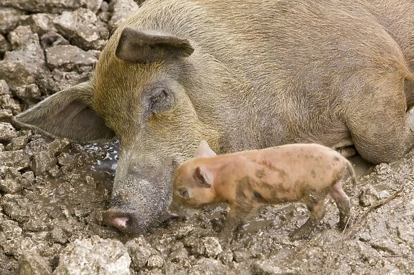pigs reared for pork on Funafuti atol Tuvalu