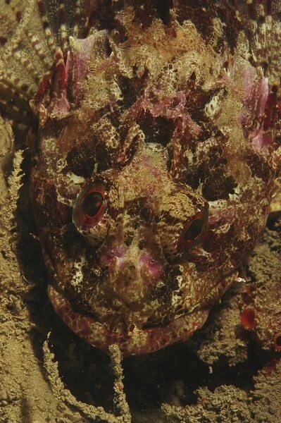 Scorpionfish (Scorpaena scrofa) Sardinia, Italy (RR)