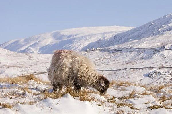 Sheep in the snow on Kirkstone Pass near Ambleside in the Lake District UK