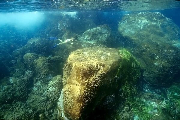 Snorkeler dives down to observe the substrate, St. Peter and St. Pauls rocks, Brazil, Atlantic Ocean