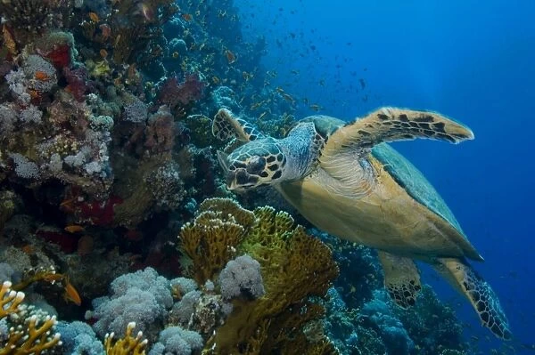 Turtle, Egyptian Red Sea, scenic view of reef, blue background 30-6-07