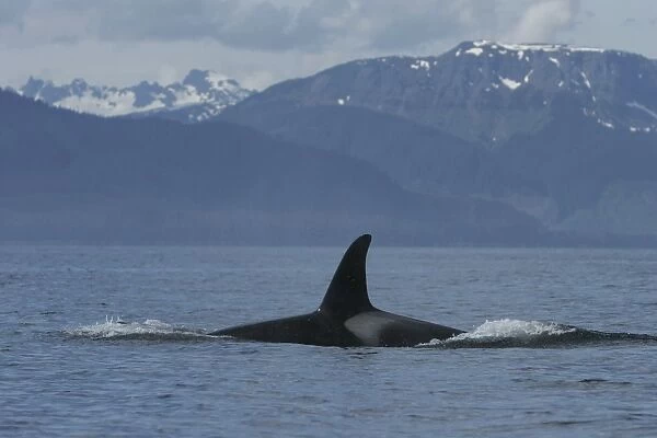 Young Killer Whale (Orcinus orca) power lunging in Southeast Alaska, USA. Pacific Ocean