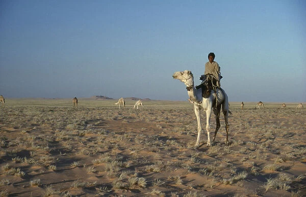 10079033. SUDAN General Bedouin camel herder with herd grazing in the background