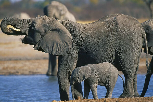 10094911. zimbabwe, hwanae national park, elephant