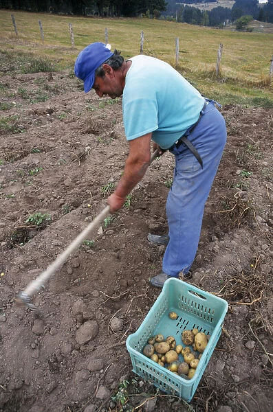 20054334. BULGARIA Koprivshtitsa Man harvesting potatoes