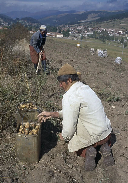 20054336. BULGARIA Koprivshtitsa Men harvesting potatoes
