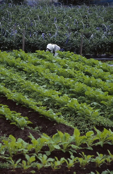20060692. JAPAN Honshu Densho en Vegetable plot with farm worker in the background