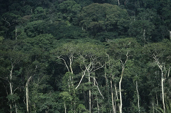 20070680. GABON Rainforest Densley forested area