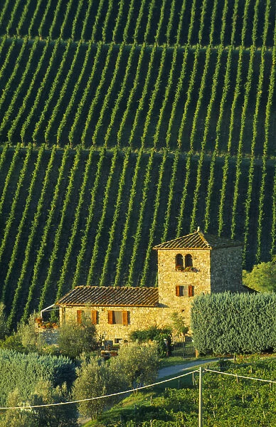 20073850. ITALY Tuscany Chianti Farmhouse and vineyards near Panzano. 