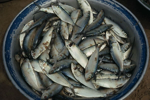 20075474. GHANA Bosva Beach Bowl of freshly caught sardines. West Africa