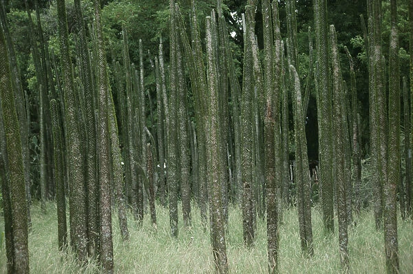 20076102. MADAGASCAR Berenty The Spiny Forest dry adapted vegetation