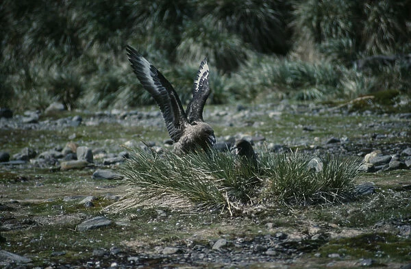 20078083. ANTARCTICA South Georgia Bay of Islands Brown Skua birds