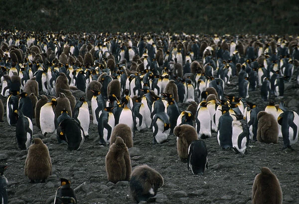 20078085. ANTARCTICA South Georgia Bay of Isles A colony of King Penguins