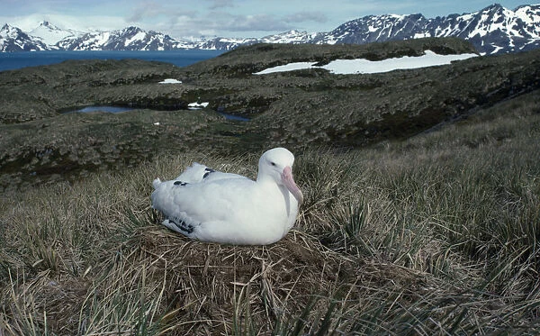 20078087. ANTARCTICA South Georgia Albatross Island Albatross sitting on grass