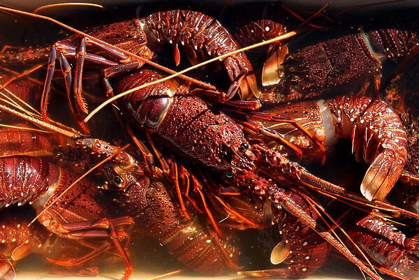 20081687. australia, western australia, dongara, western rock lobster