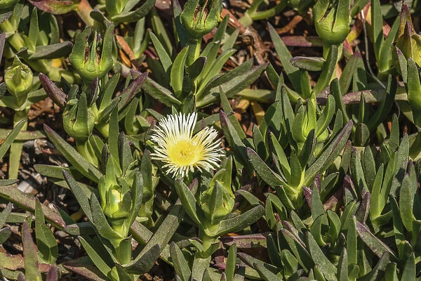 Flowering ice plant in Caesarea National Park in Israel