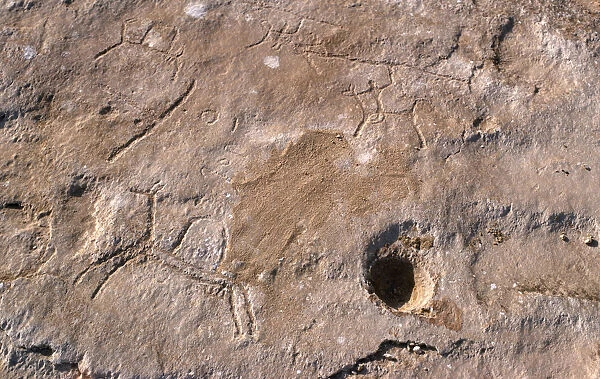 Qatar, Fuhairat, Ancient rock engravings of animals