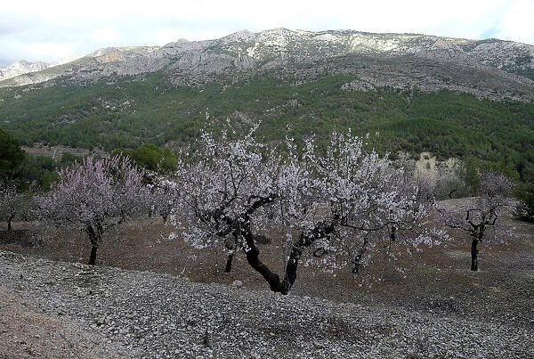 Almond trees in flower to be grinded down are shown in a quarantine area around a tree