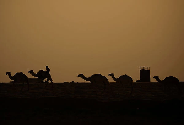 A camel shepherd is seen in the desert at sunset in Raqqa city