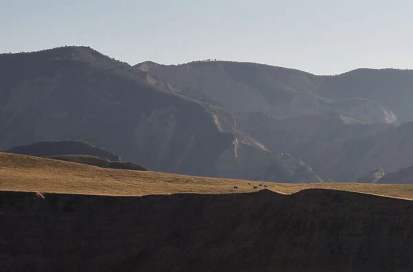 Cattle graze on a mountain plateau outside the town of Mailuu-Suu