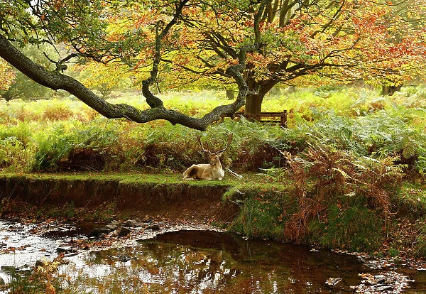A deer rests by a river in Bradgate Park in Newtown Linford