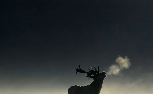 A deer stag barks in the early morning light during the rutting season in Richmond Park