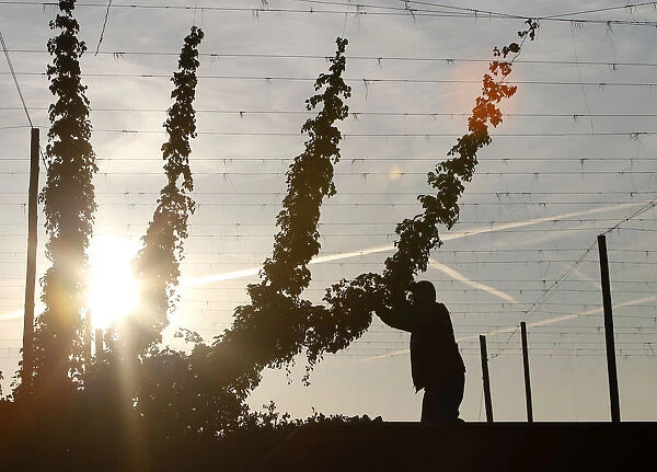 Farmer assistant Mariusz Strzelecki reaps hops during early morning hours in