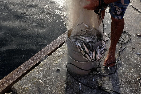 A fisherman fills a bucket with freshly caught sardines in Naiguata