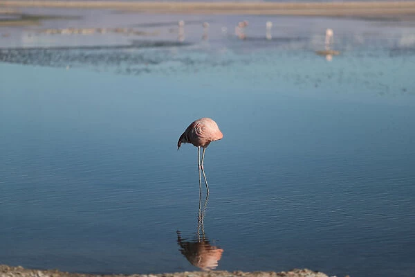 A flamingo bird is seen at Chaxa Lagoon on the Atacama Salt Flat in the Atacama Desert