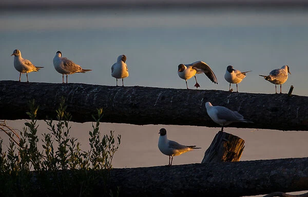Gulls sit on a dead tree at a lake near the town of Vileika