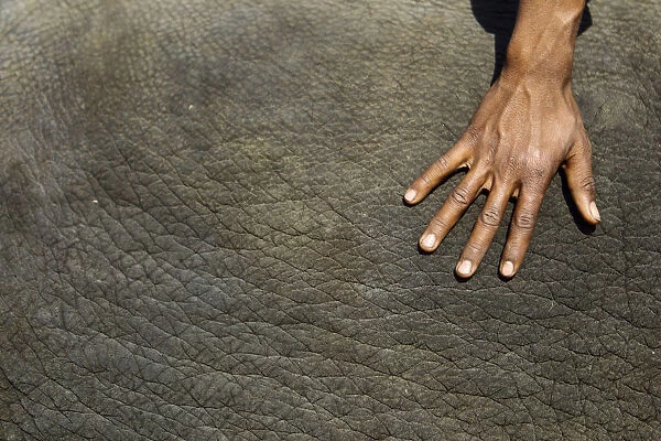 The hand of a mahout is seen as he prepares his elephant for a beauty contest during