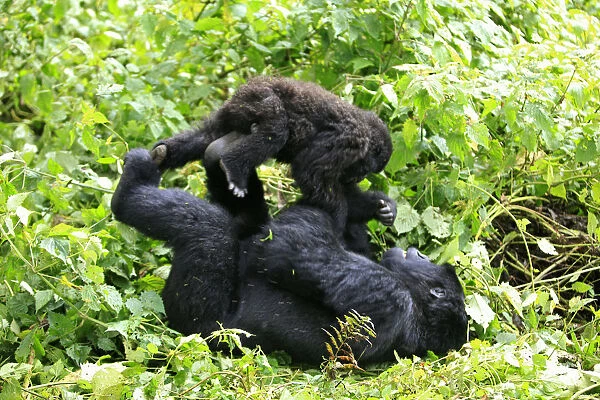 A mountain gorilla plays with a young gorilla in a clearing in Virunga national park in