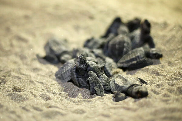 Olive Ridley turtle hatchlings are seen at a beach in Same