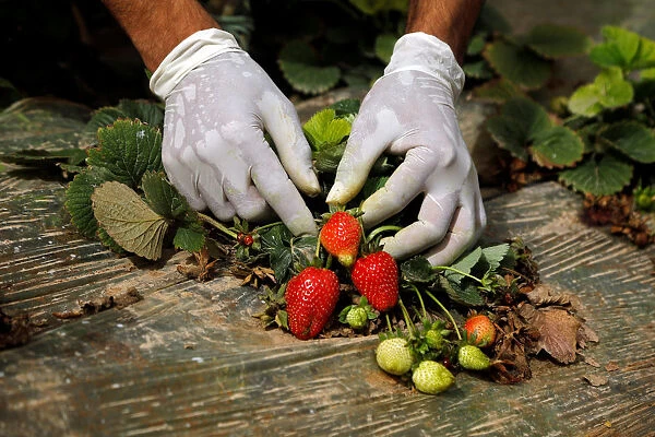 Palestinian worker collects strawberries at a farm in Tubas